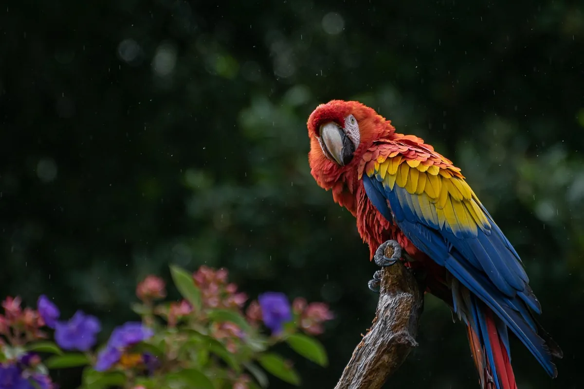 A Pet Parrot perched and alert