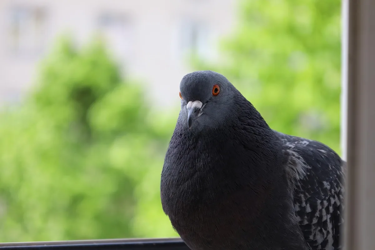 A Pet Parrot perched and alert