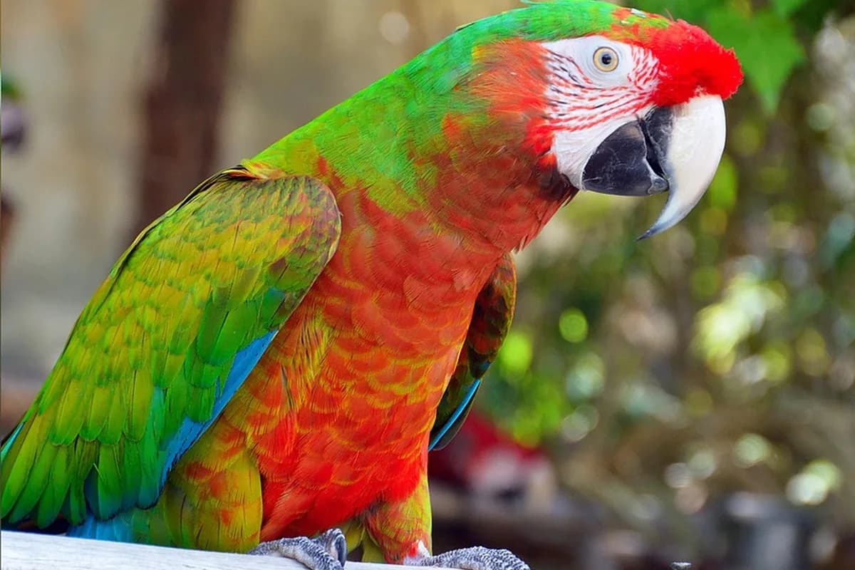 A Pet Parrot playing with a toy