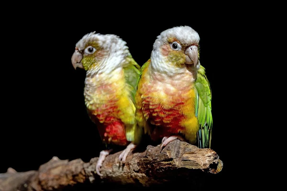 A Pet Parrot perched with another bird