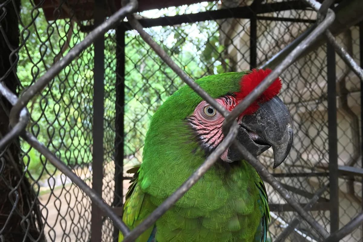 A Pet Parrot perched and alert
