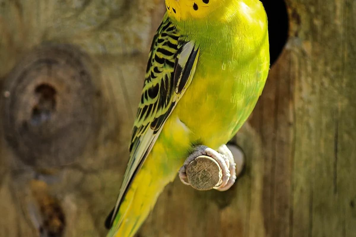 A Pet Parrot perched and alert
