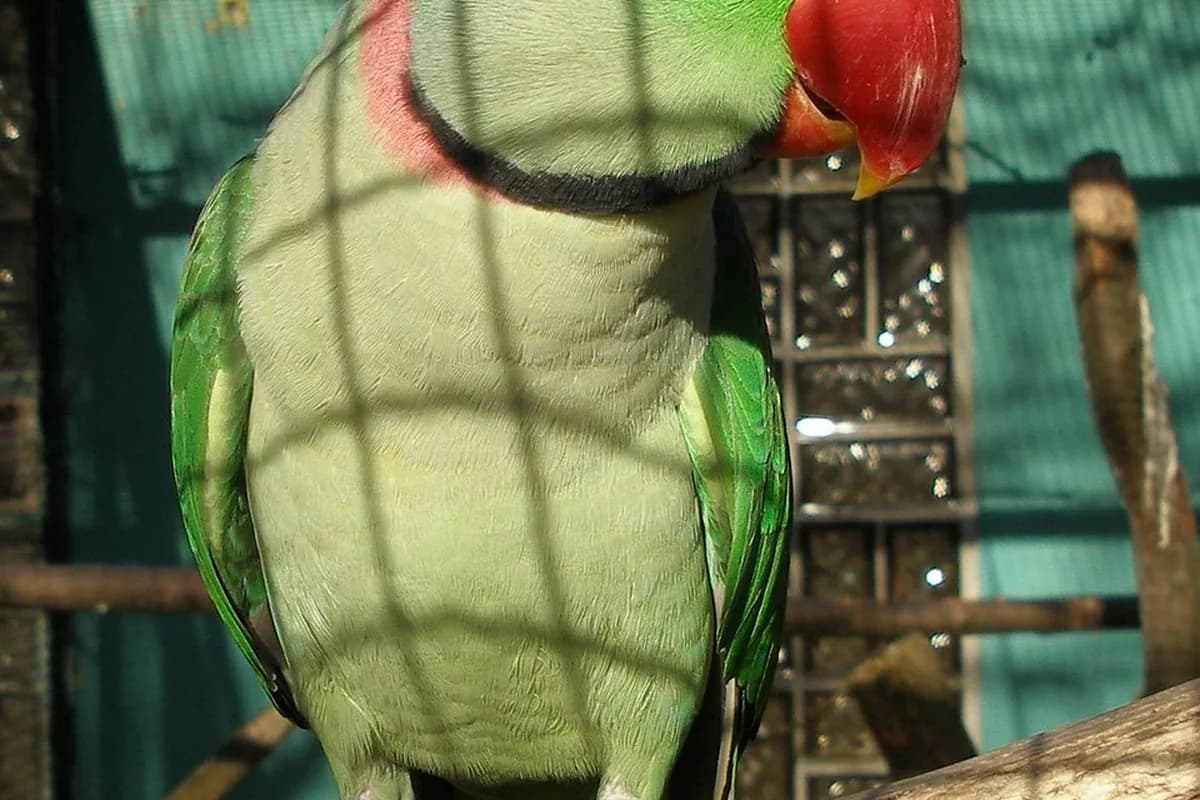 A Pet Parrot perched and alert