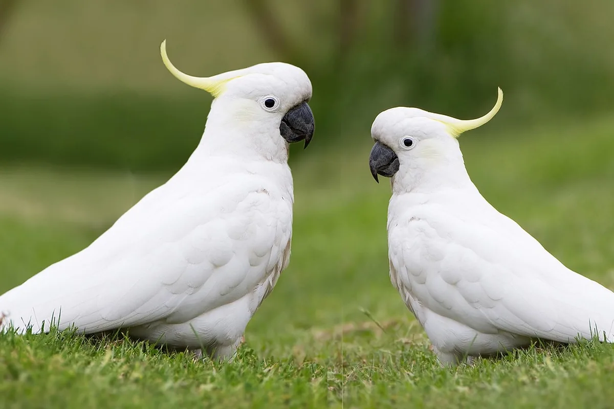 A Pet Parrot perched with another bird