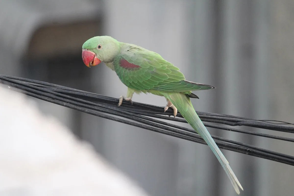 An Indian Ringneck perched and alert