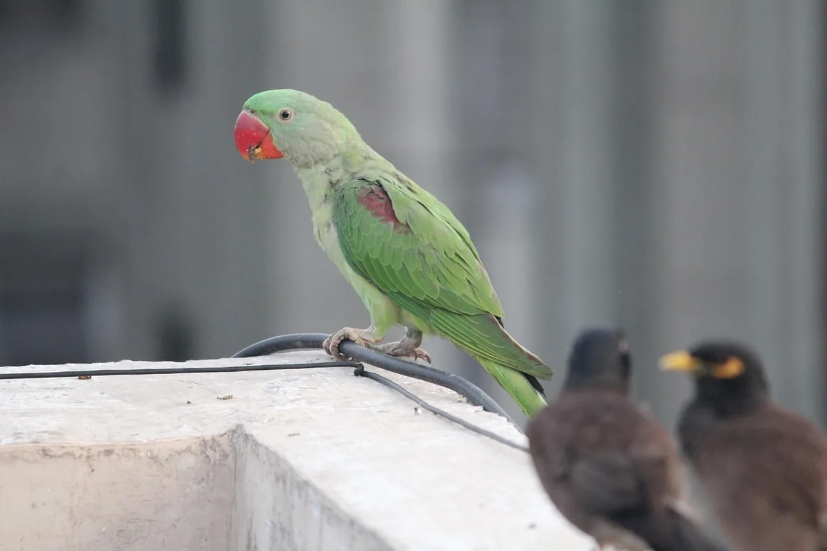 An Indian Ringneck being checked over