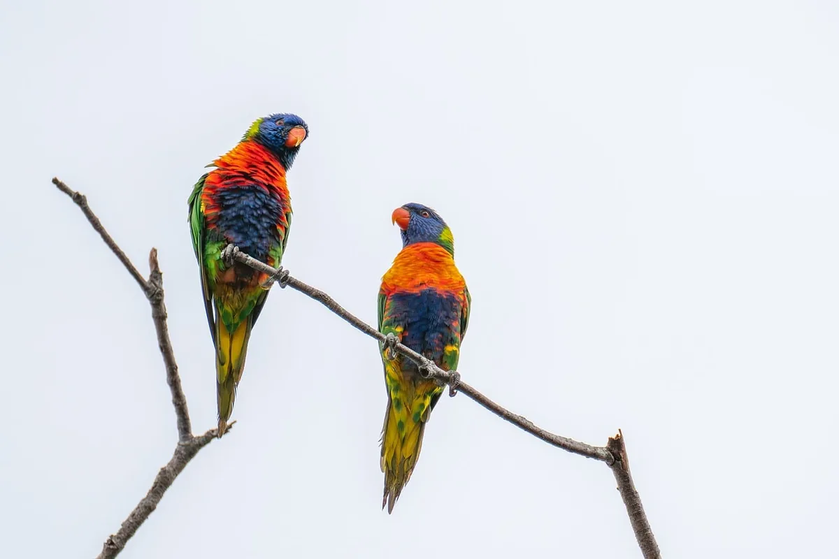 A Pet Parrot perched with another bird