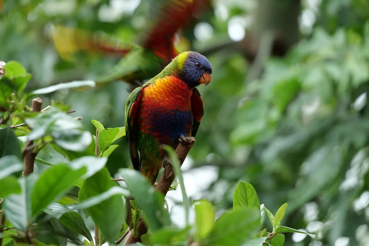 A Pet Parrot perched and alert