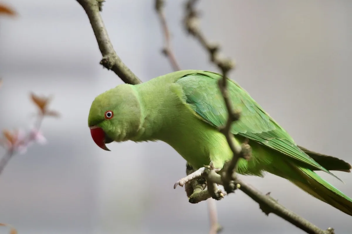 A Parakeet perched and alert