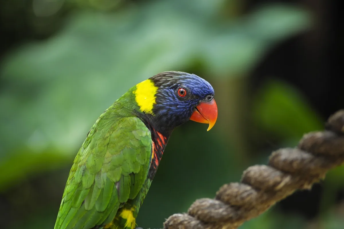 A Lorikeet perched and alert