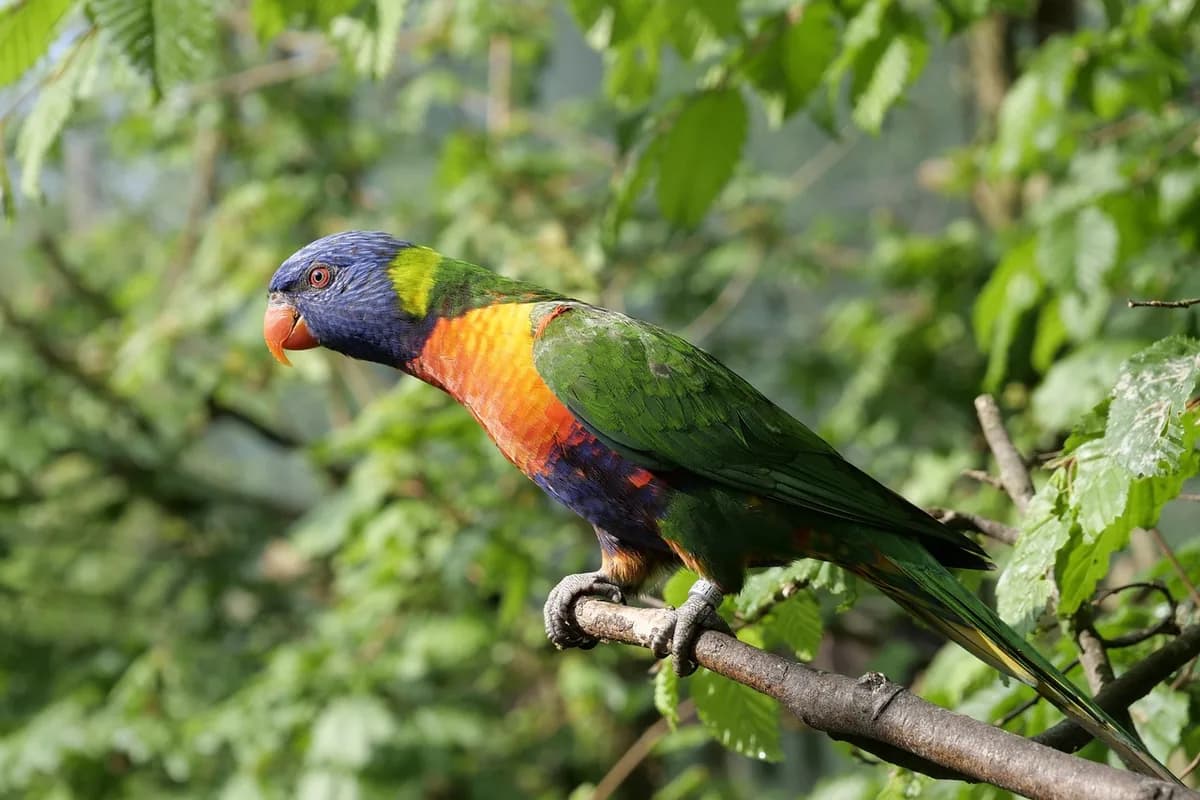 A Lorikeet being checked over