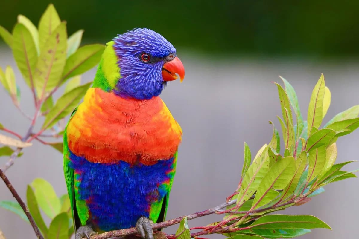 A Lorikeet perched and alert