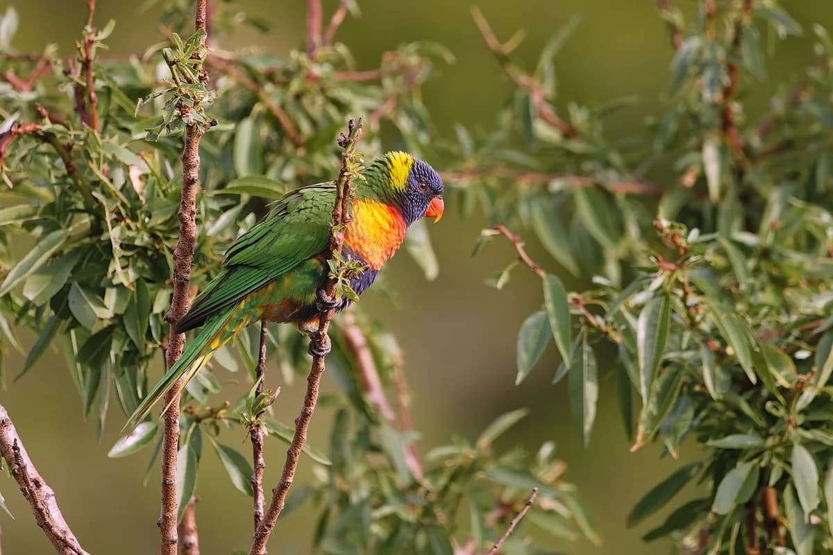 A Lorikeet eating fresh food