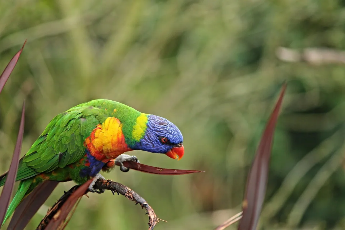 A Lorikeet stepping up onto a hand
