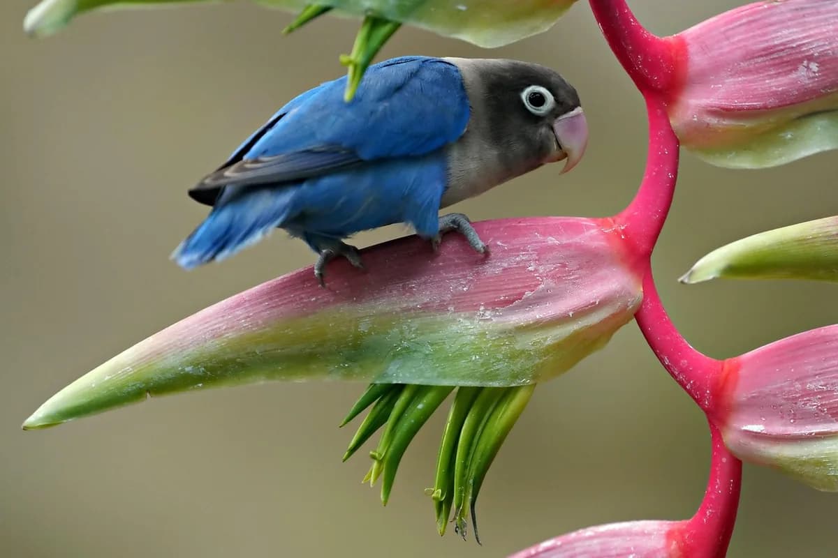 A Lovebird perched and alert