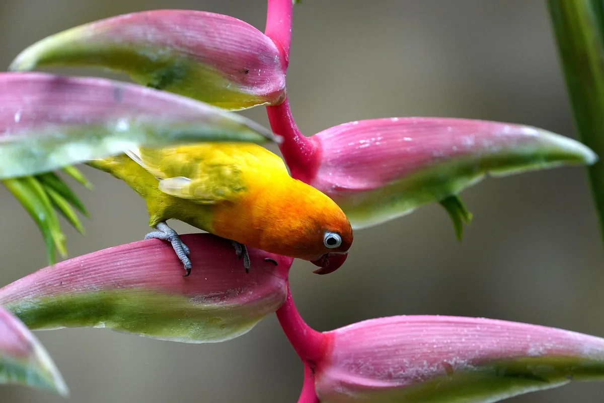 A Lovebird perched and alert