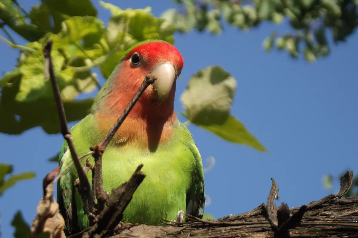 A Lovebird eating fresh food
