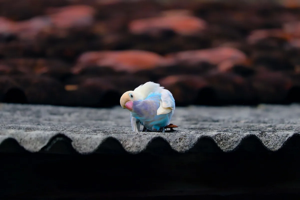 A Lovebird stepping up onto a hand