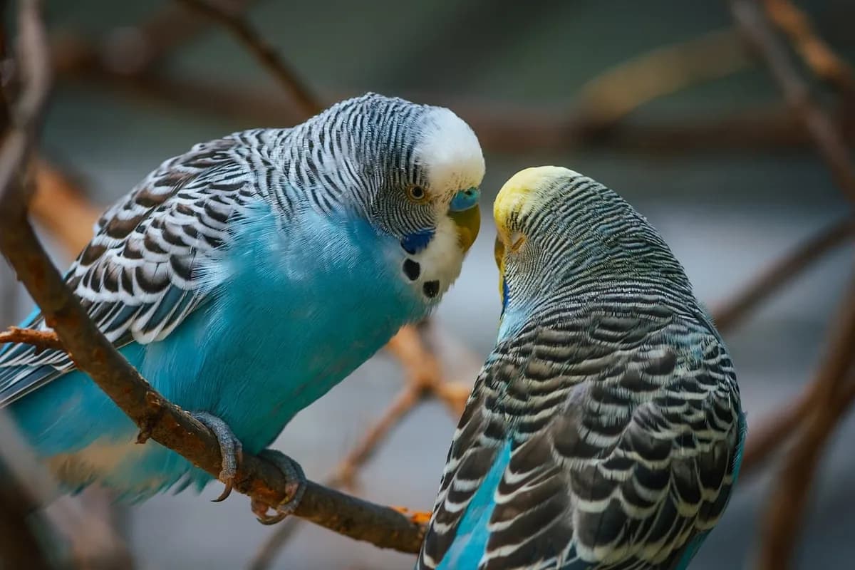 A Pet Parrot perched and alert