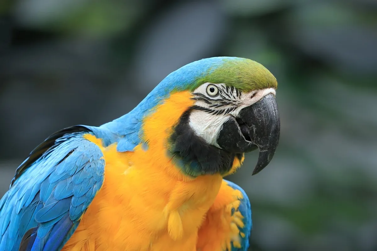 A Pet Parrot perched and alert