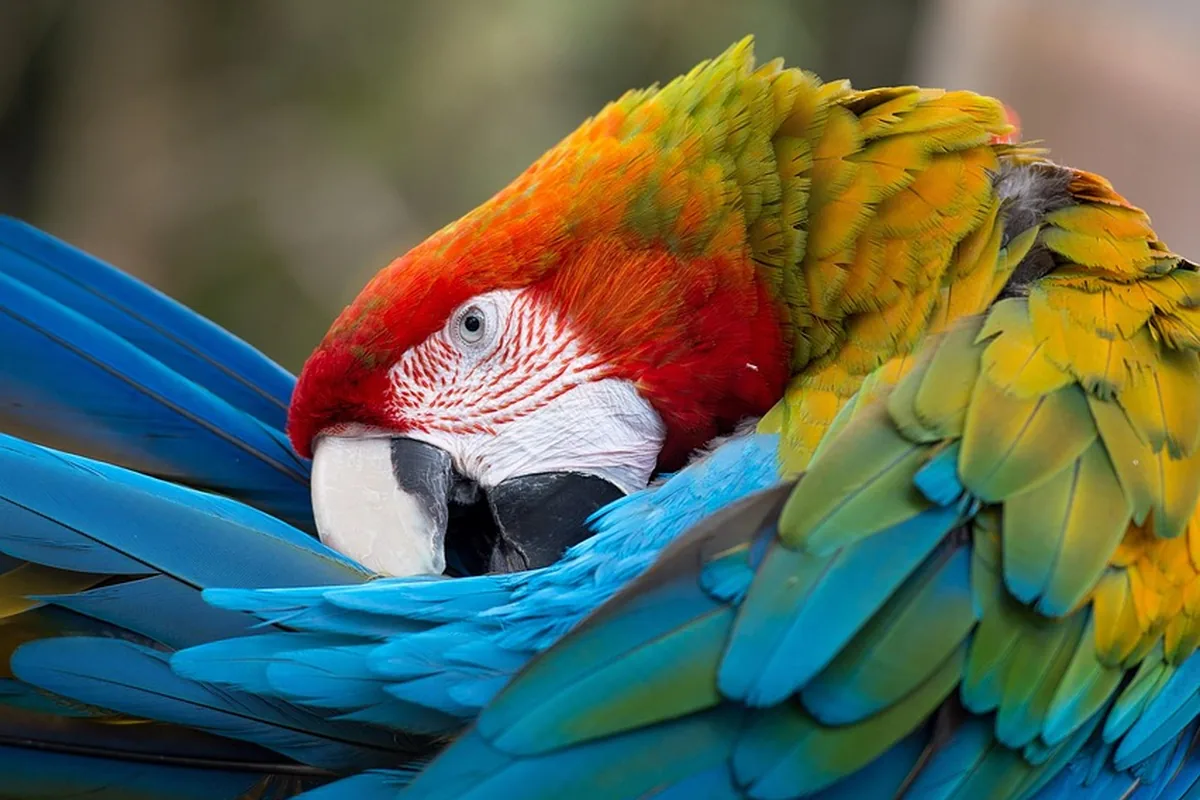 A Pet Parrot preening its feathers