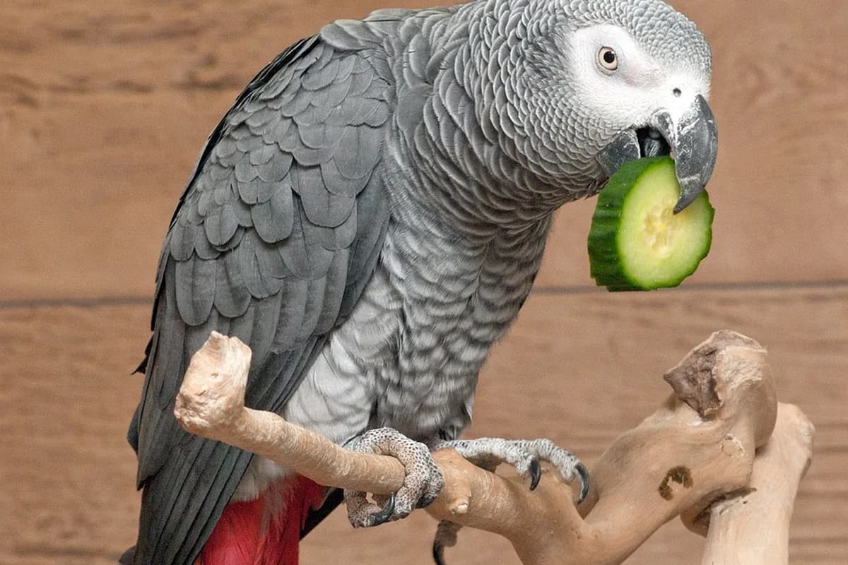 A Pet Parrot eating fresh food
