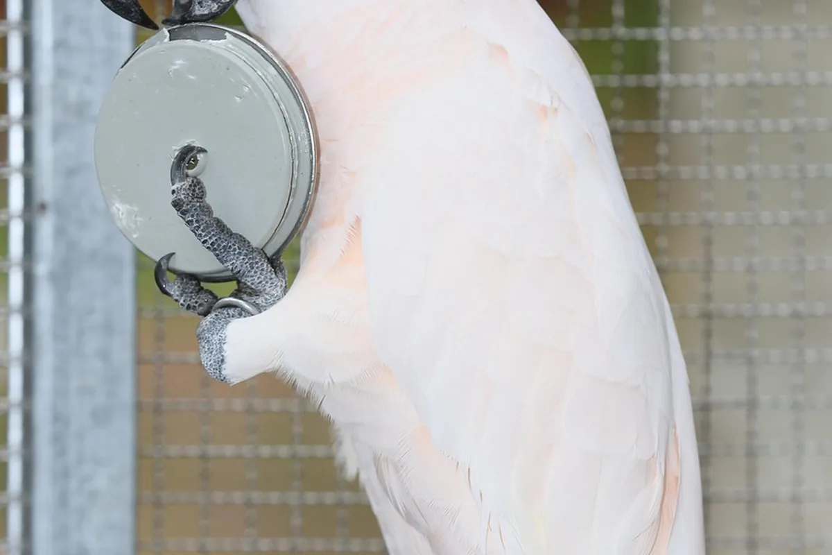A Pet Parrot being checked over