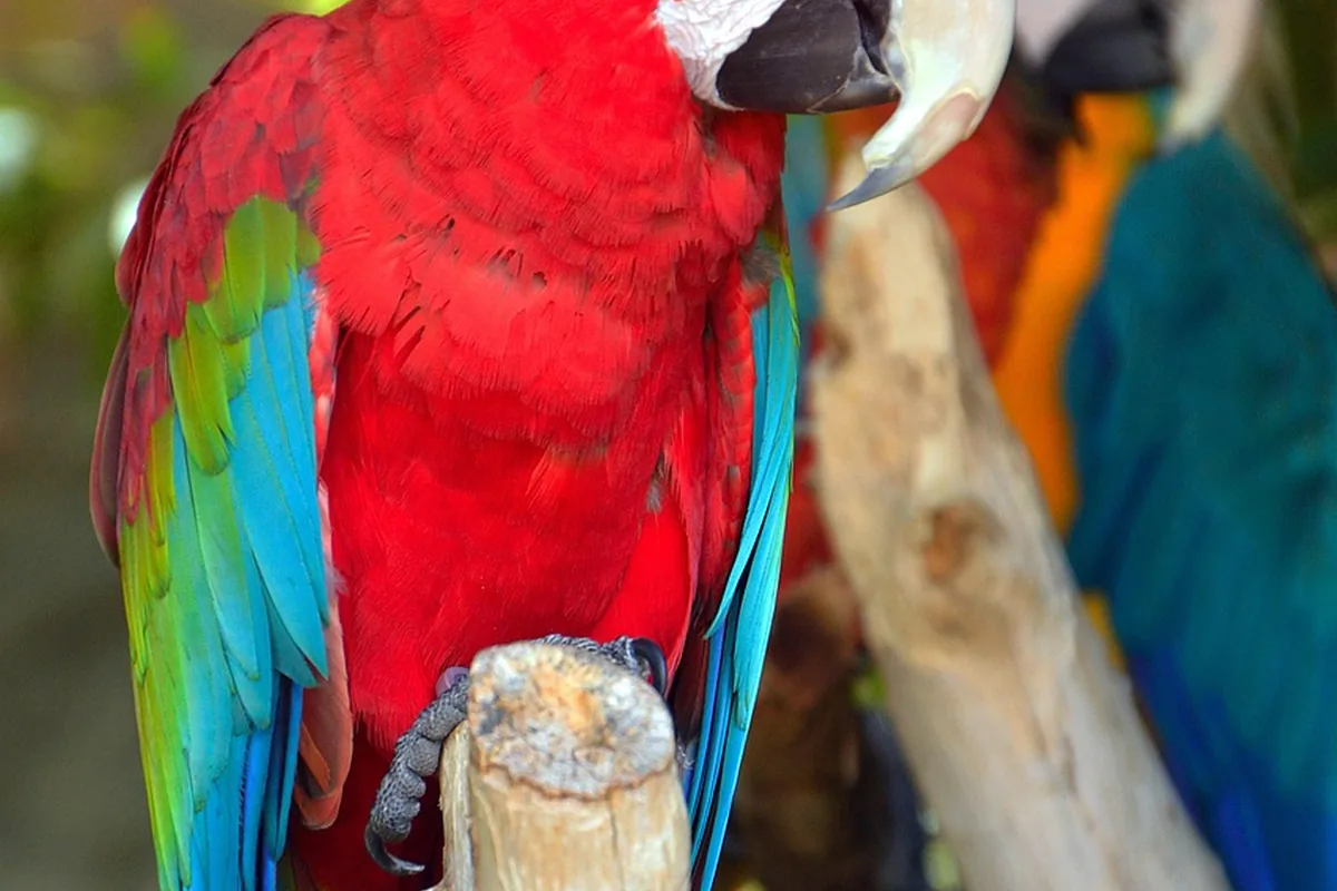A Pet Parrot playing with a toy