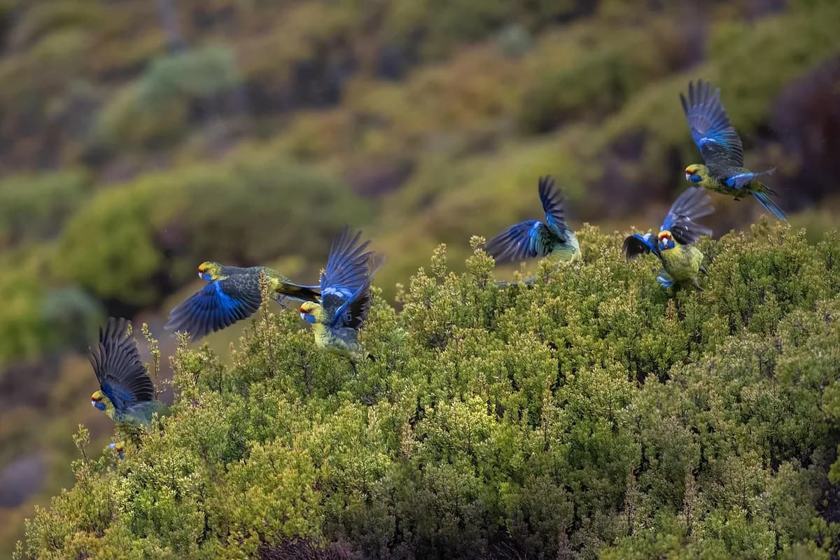 A Pet Parrot in flight