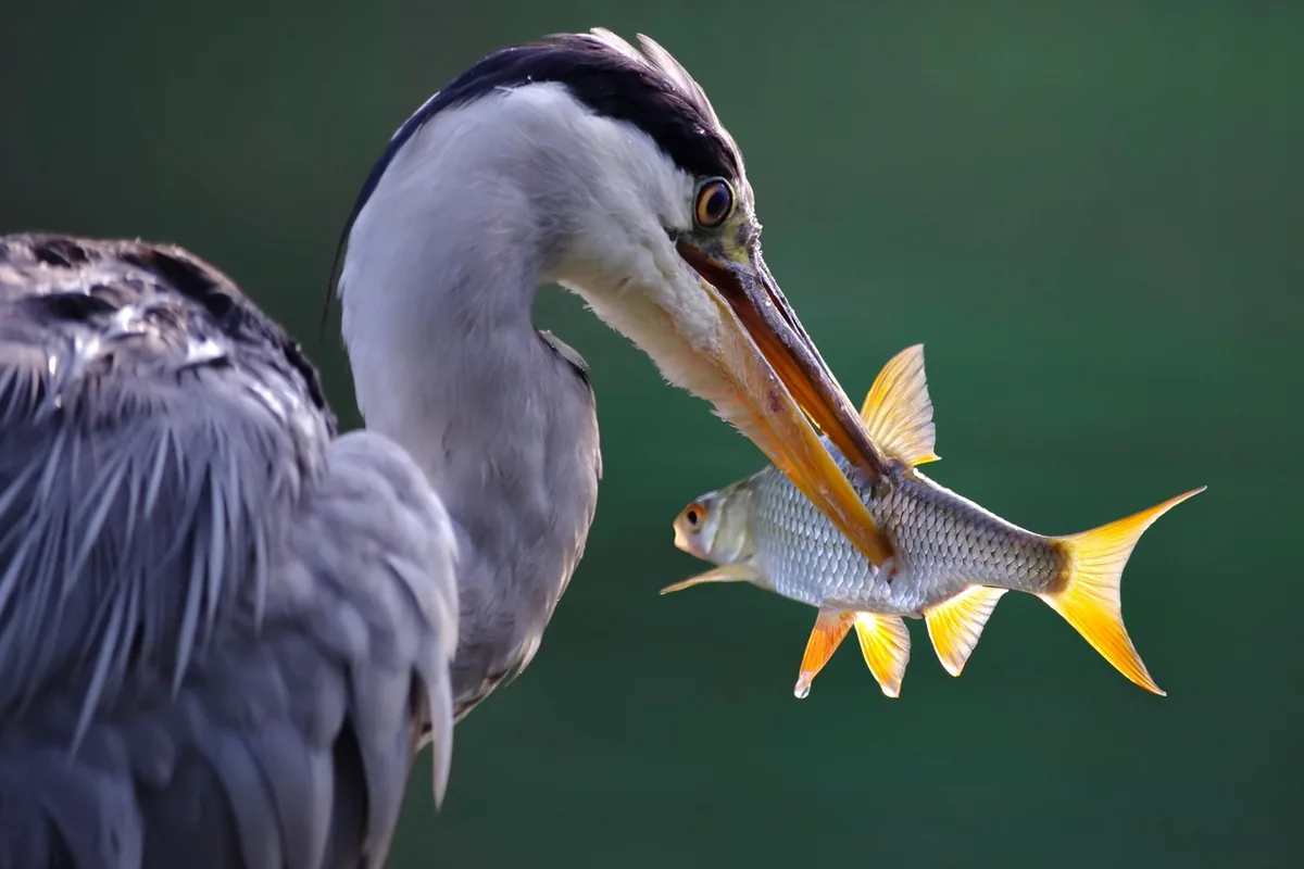A Pet Parrot perched and alert