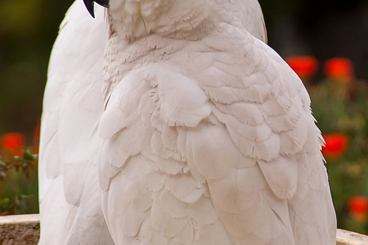 A Pet Parrot perched with another bird