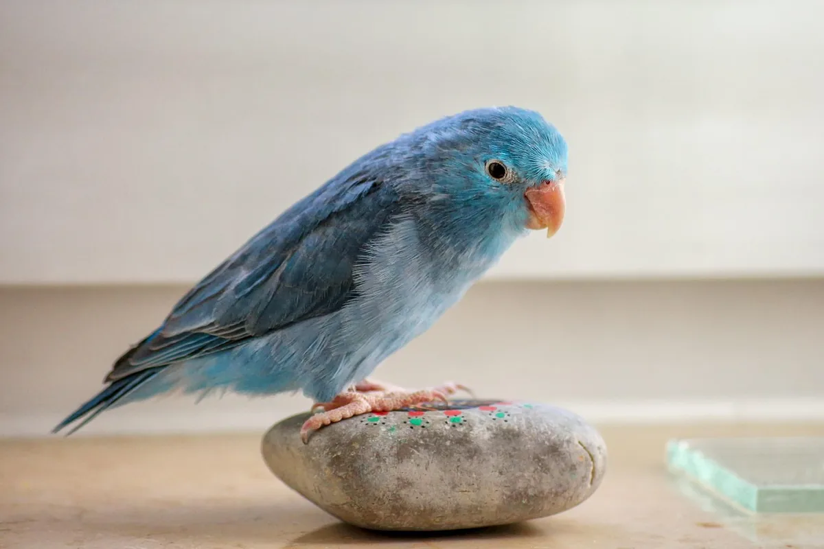A Parrotlet perched and alert