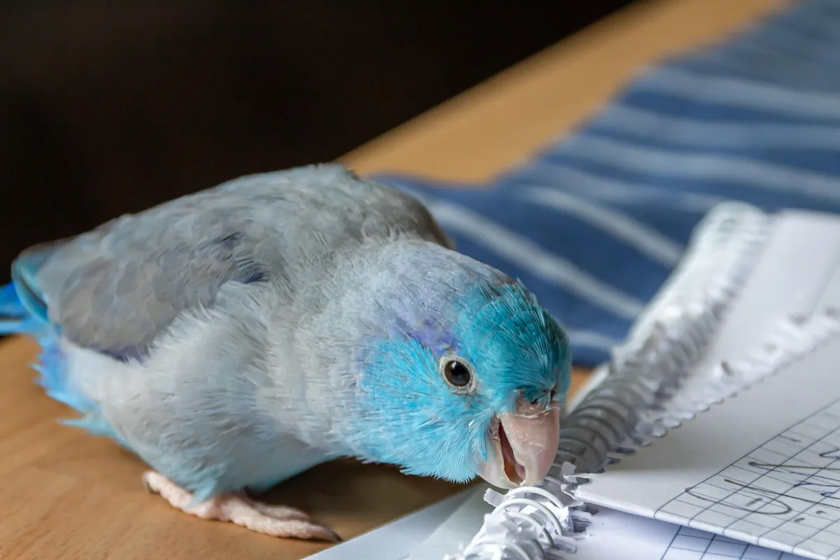A Parrotlet perched and alert