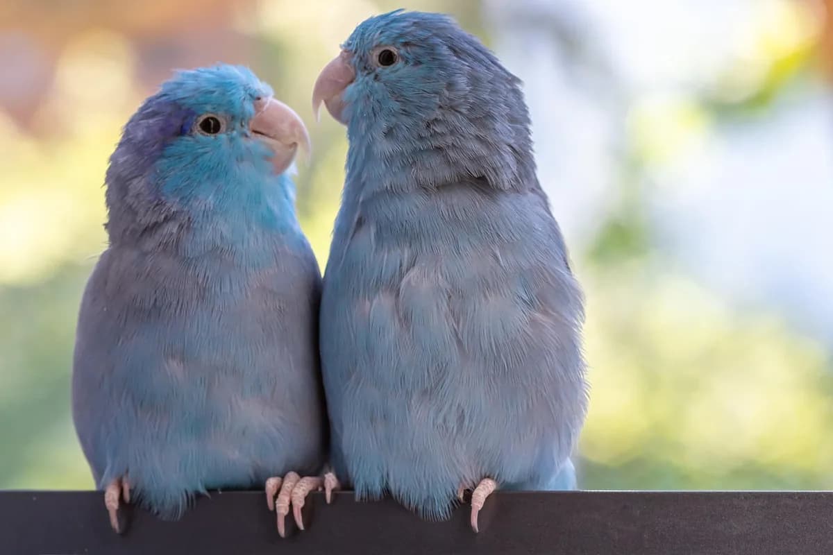 A Parrotlet stepping up onto a hand