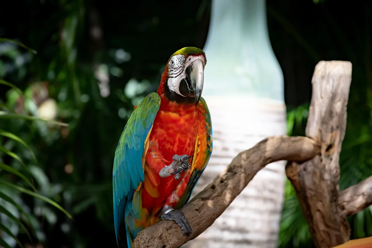 A Pet Parrot playing with a toy