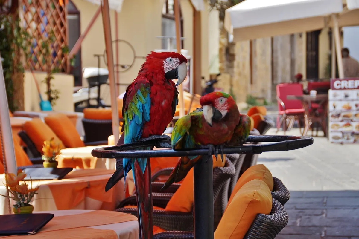 A Pet Parrot perched and alert