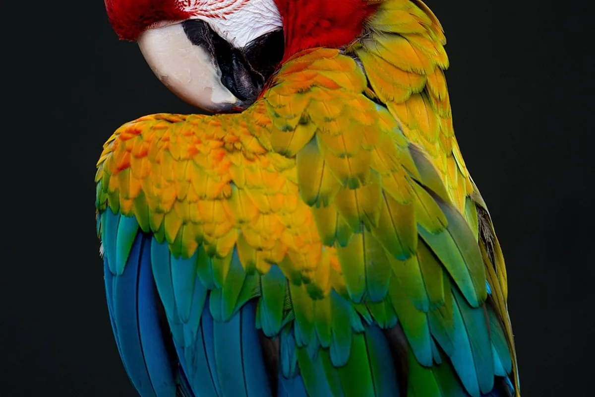 A Pionus perched and alert