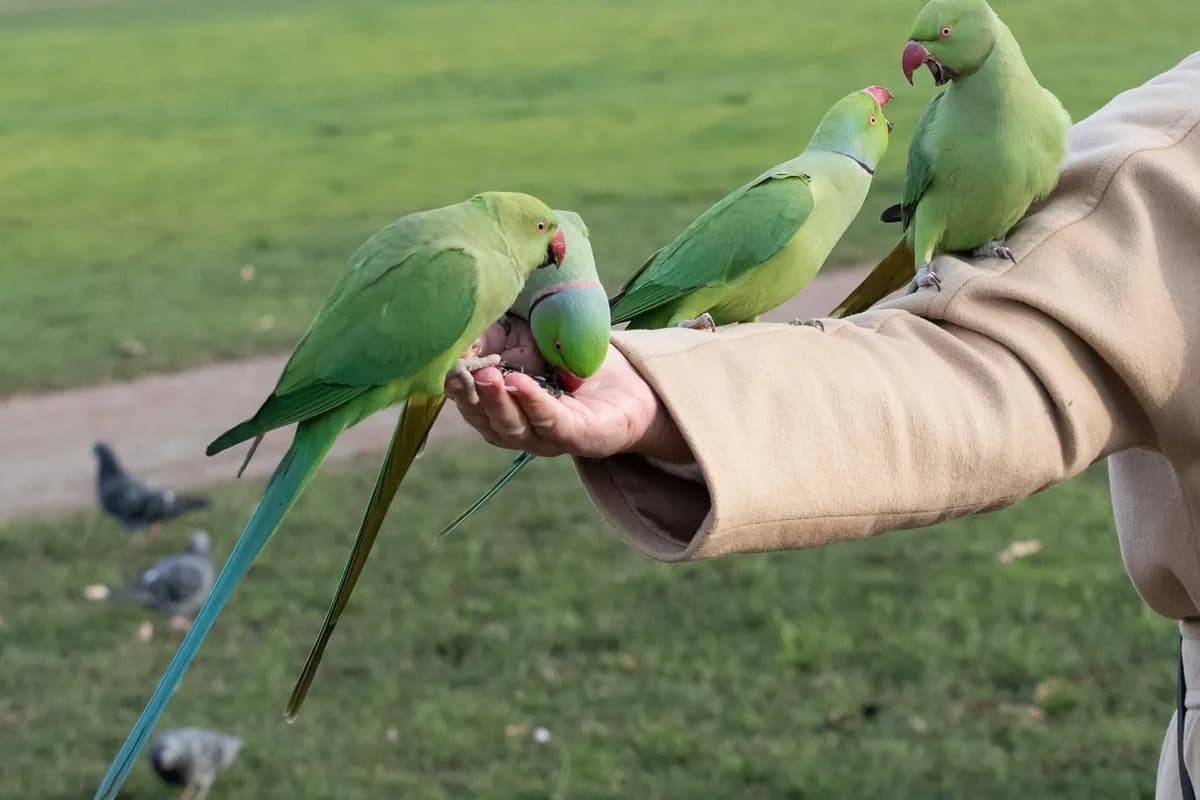 A Pet Parrot stepping up onto a hand