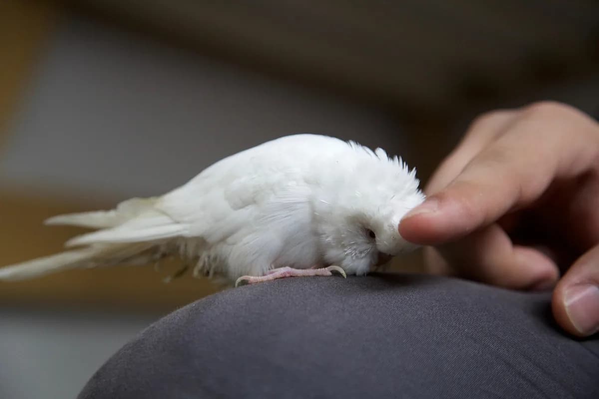 A Pet Parrot stepping up onto a hand