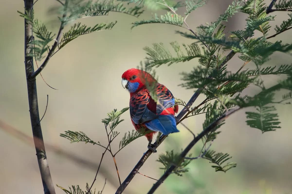 A Pet Parrot perched and alert