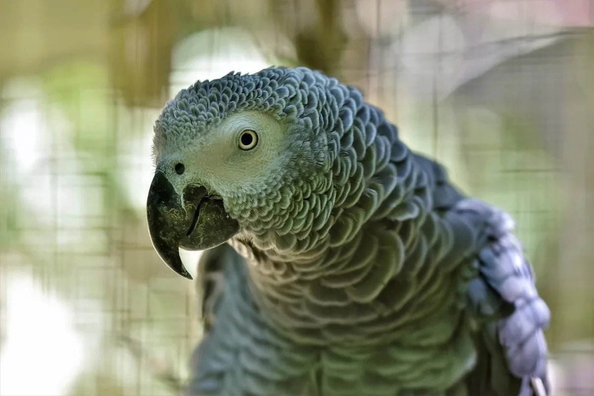 A Pet Parrot being checked over