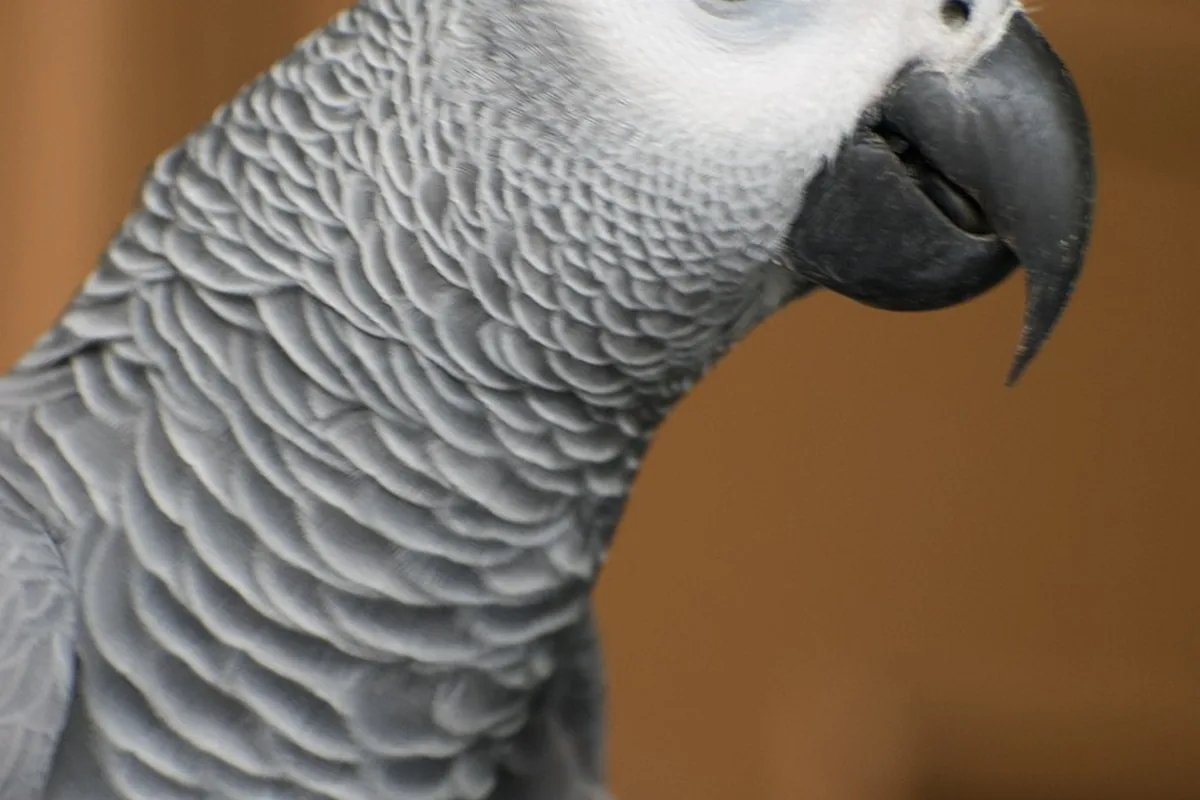 A Pet Parrot being checked over