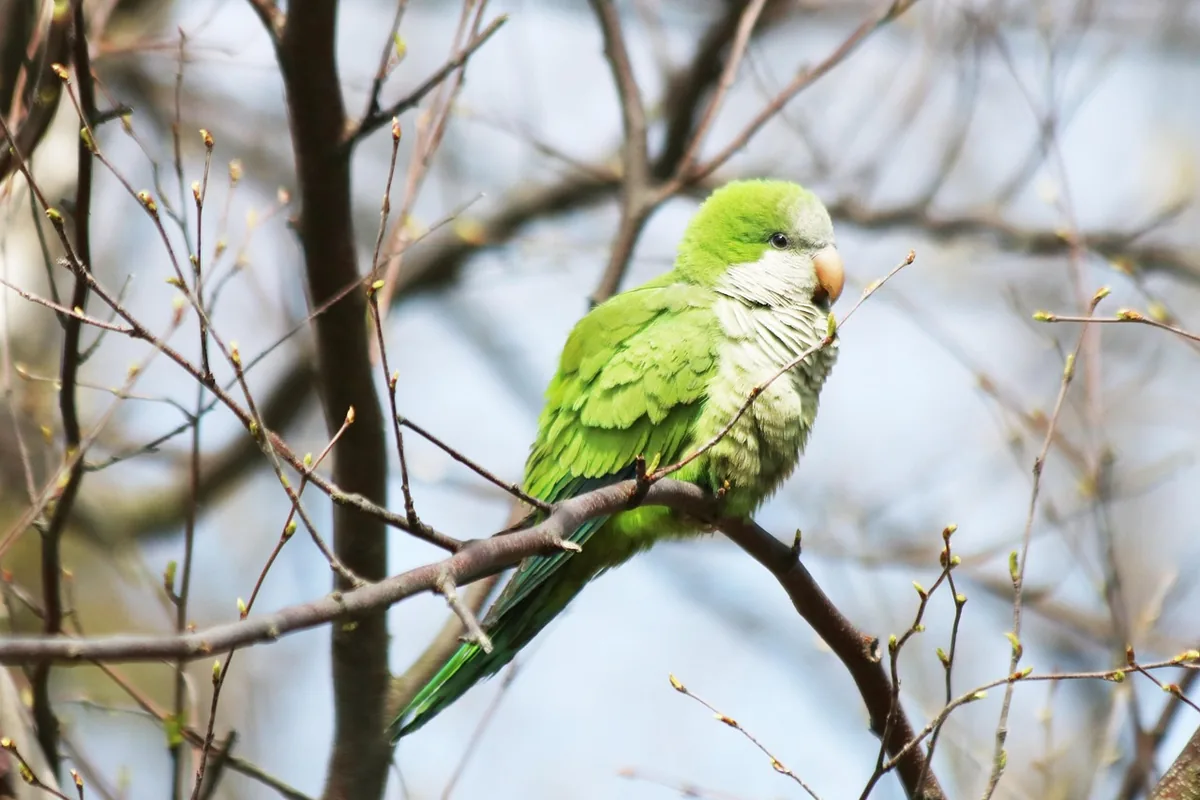 A Quaker Parrot perched and alert