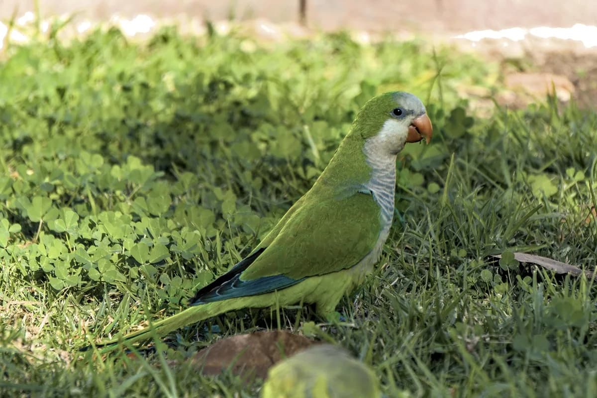 A Quaker Parrot being checked over