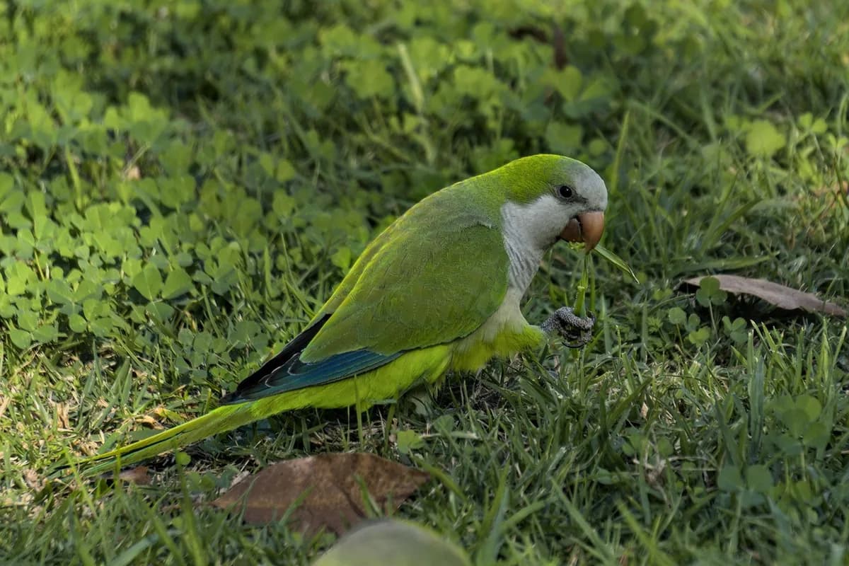 A Quaker Parrot perched and alert