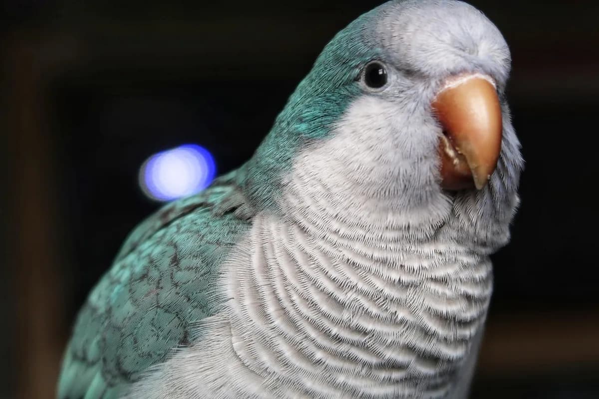 A Quaker Parrot eating fresh food
