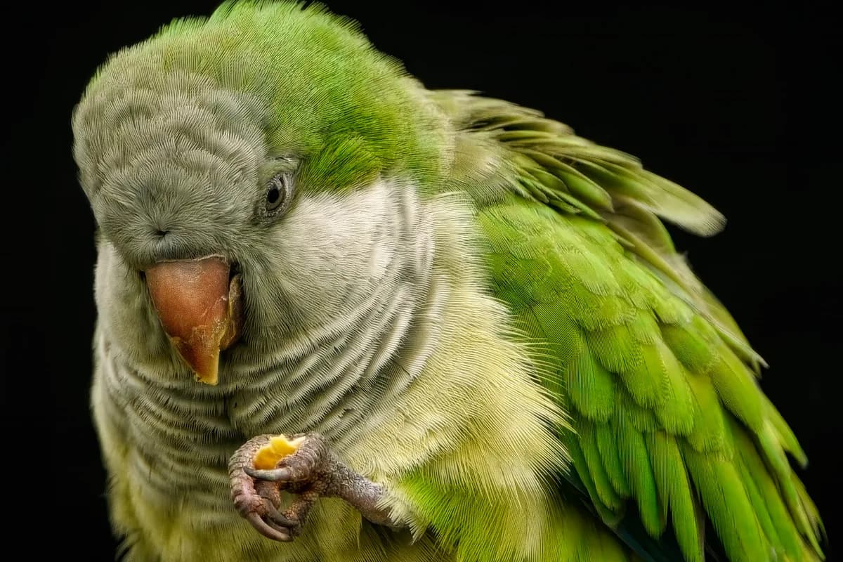 A Quaker Parrot stepping up onto a hand