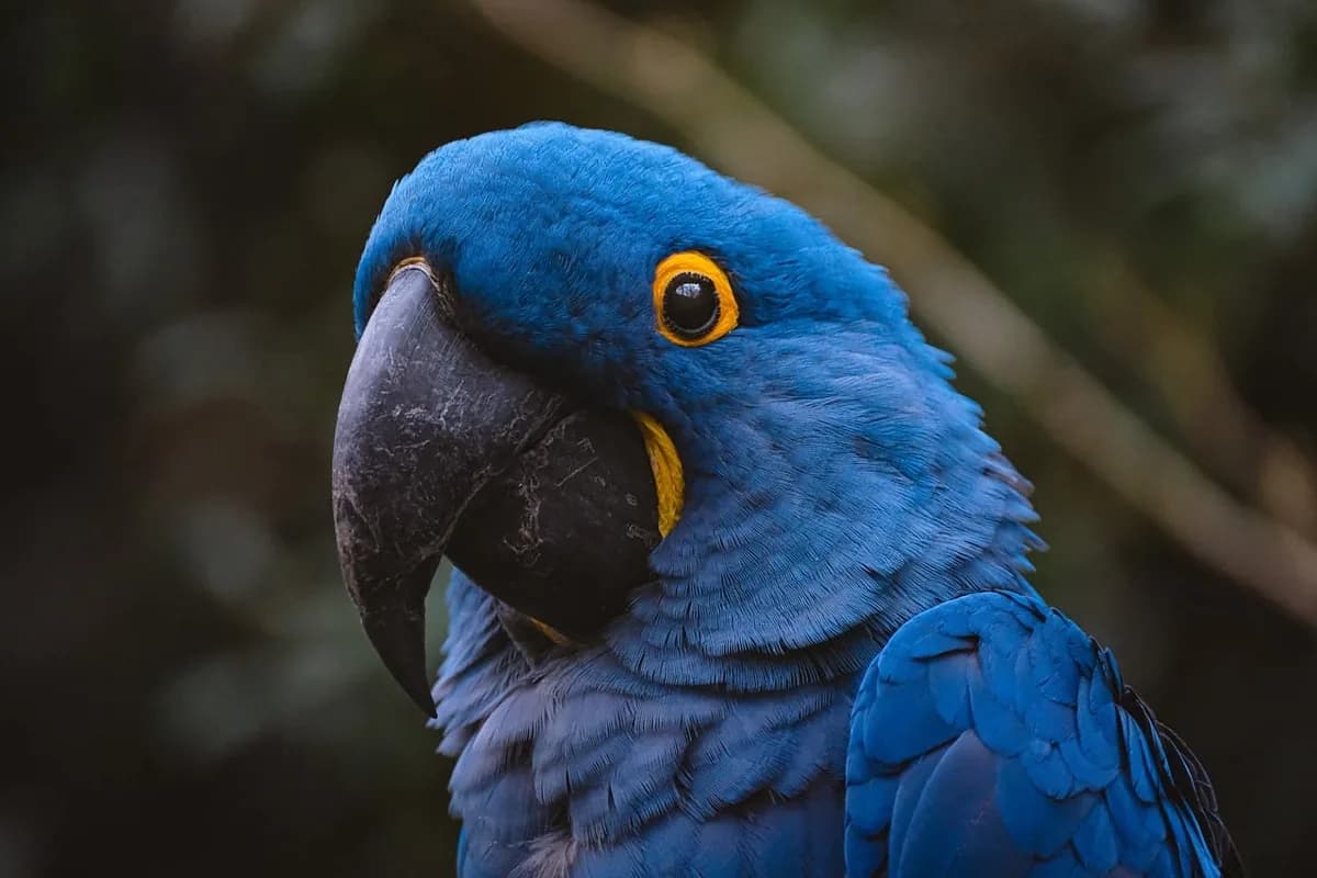 A Pet Parrot perched and alert