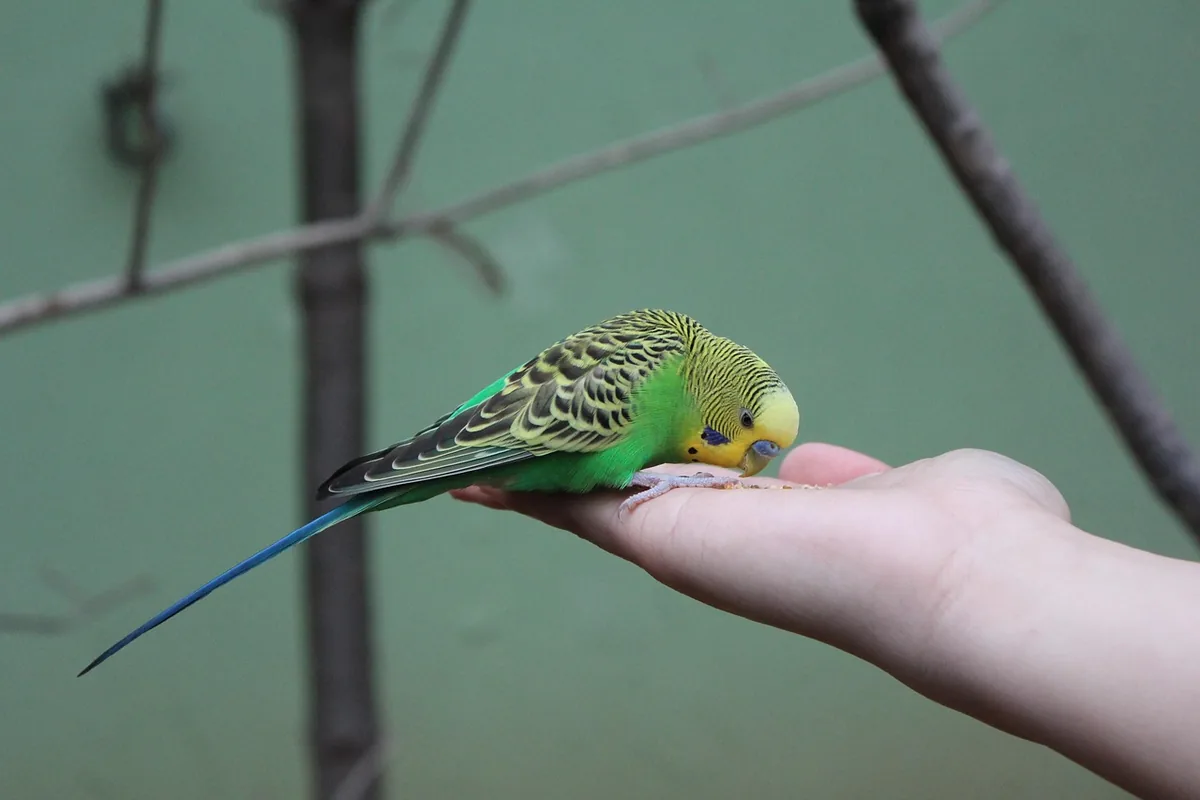 A Pet Parrot stepping up onto a hand