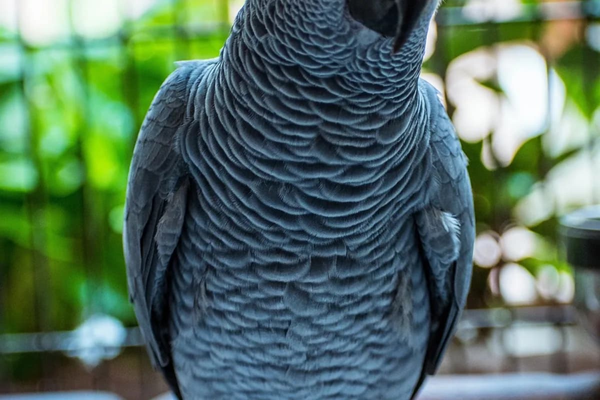 A Pet Parrot being checked over